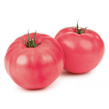 PINK TOMATO BIG ''FRUKTINA FRESH" PRICE PER KG.